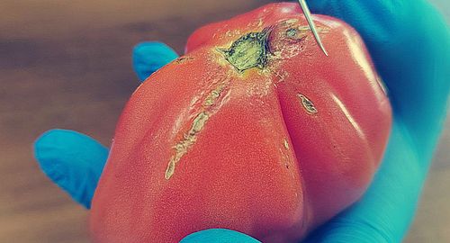 Фото пресс-службы Красноярского филиала ФГБУ «ЦОК АПК»